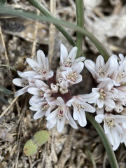 Allium simillimum
