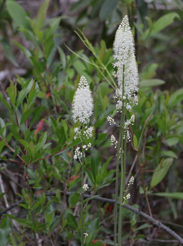 Image of Stenanthium texanum by (c) Kim, some rights reserved (CC BY)