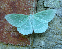 Geometra papilionaria