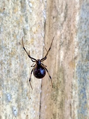 Latrodectus geometricus