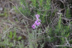 Matthiola fruticulosa