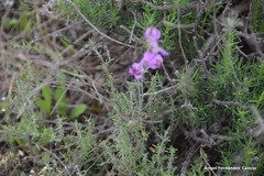 Matthiola fruticulosa