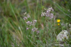 Matthiola fruticulosa