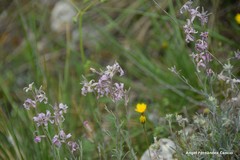 Matthiola fruticulosa