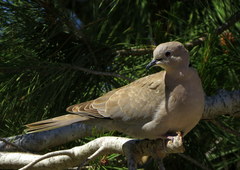 Streptopelia decaocto