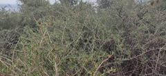 Periploca laevigata angustifolia