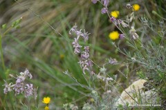 Matthiola fruticulosa