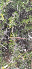 Periploca laevigata angustifolia