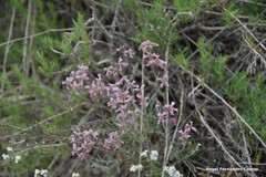 Matthiola fruticulosa