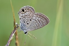 Hemiargus ceraunus filenus