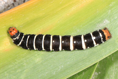 Xanthopastis regnatrix