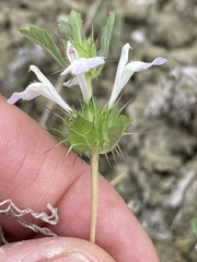 Acanthomintha ilicifolia