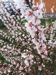 Prunus tomentosa