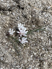 Allium simillimum