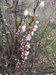 Prunus tomentosa
