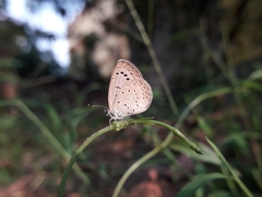 Pseudozizeeria maha
