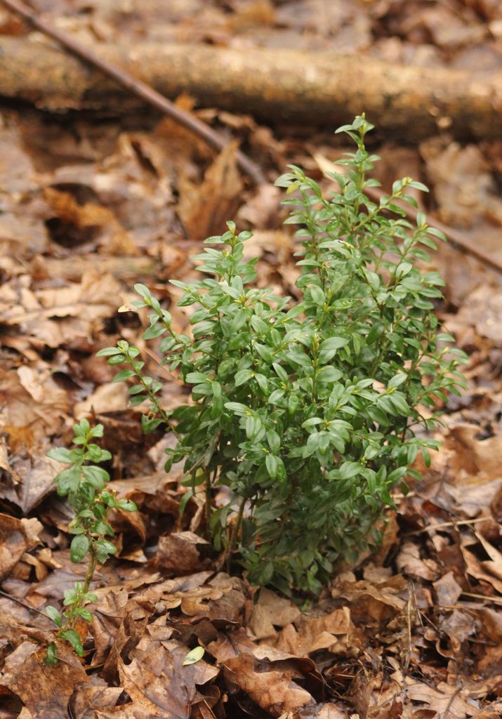 Boxwood foliage and stems