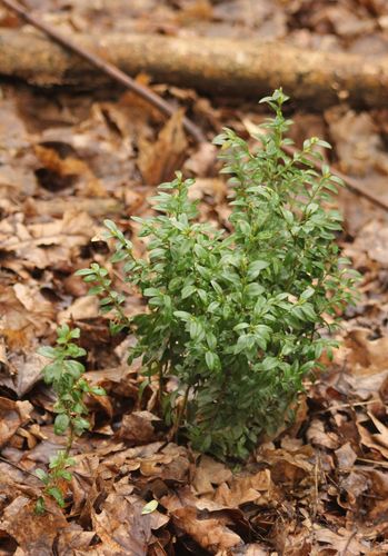 Наблюдение на iNaturalist