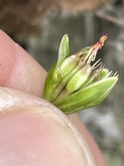 Microseris douglasii platycarpha