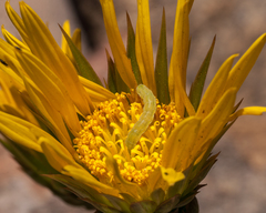 Berkheya herbacea