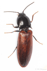 Hypoganus inunctus