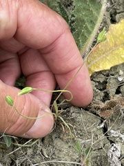 Microseris douglasii platycarpha