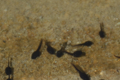 Bufotes viridis sitibundus