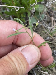 Convolvulus simulans