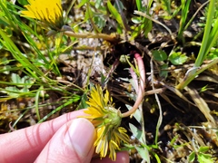 Taraxacum copidophyllum
