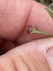 Convolvulus simulans