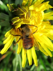 Osmia bicornis