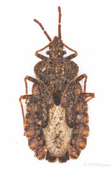 Aradus conspicuus