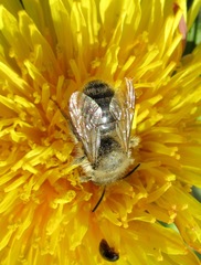 Osmia bicornis