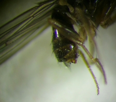 Drosophila funebris