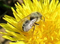 Osmia bicornis