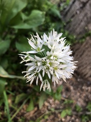 Allium ursinum