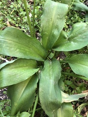 Allium ursinum