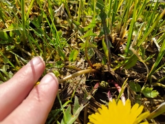 Taraxacum copidophyllum