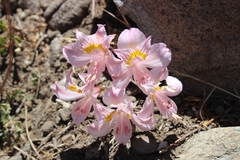 Alstroemeria pallida