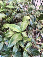 Vinca minor
