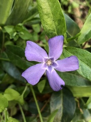 Vinca minor
