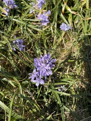 Scilla verna