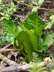 Lysichiton