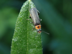 Cantharis praecox