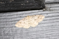 Melanolophia imitata