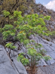 Leucaena greggii