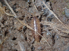 Chaetophiloscia elongata