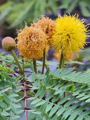 Leucaena greggii