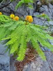 Leucaena greggii
