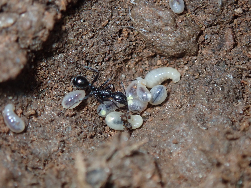 Aphaenogaster spinosa